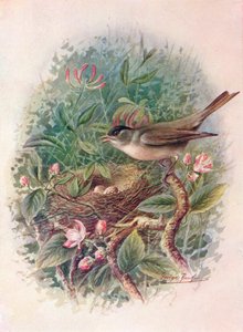 黑帽（Blackcap）-西尔维亚·阿特里卡皮拉（Sylvia atricapilla），c1910，1910年 作者 乔治·詹姆斯·兰金