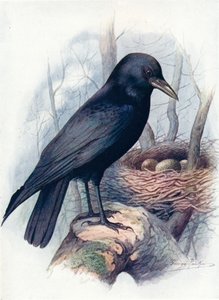 腐肉乌鸦-Corvus corone，c1910，1910