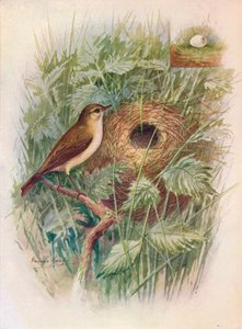 Chiff-Chaff-Chylloscopus rufus，c1910，1910