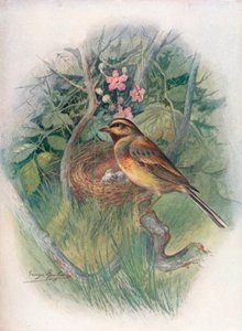 Cirl-Bunting-Emberiza cirlus，c1910，1910 作者 乔治·詹姆斯·兰金
