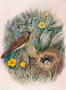 蚱hopper-Locustella naevia，c1910，1910