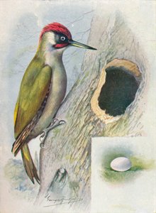绿啄木鸟-Gecinus viridis，c1910，1910