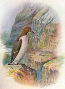 海雀（Guillemot）-乌里亚·特洛伊（Uria troile），c1910，1910年 作者 乔治·詹姆斯·兰金
