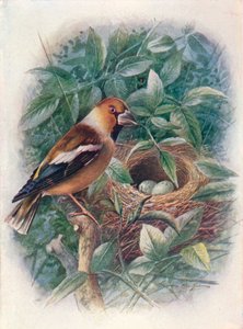 霍芬奇（Hawfinch）-寻常球藻，c1910，1910