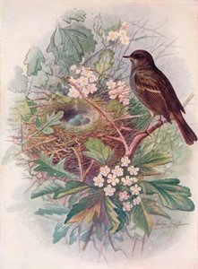 Hedgesparrow  - 口音参数，c1910，1910