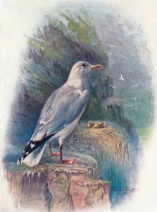 鲱鸥-鸥鸥（Larus argentatus），c1910，1910