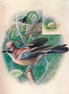 Jay- Garrulus glandarius，1910年，1910年