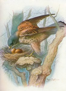 红est-falco tinnunculus，c1910，1910 作者 乔治·詹姆斯·兰金