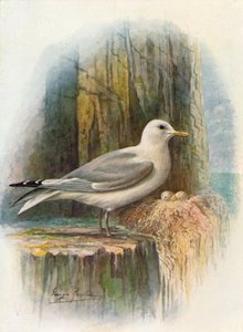 基蒂瓦克-Rissa tridactyla，c1910，1910