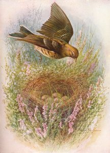 Meadow-Pipit或Titlark-Anthus pratensis，c1910，1910