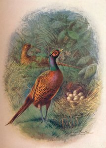 ea鸡-Phasianus colchicus，c1910，1910