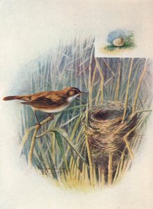 里德沃伯勒犬（Reed-Warbler）-Acrocephalus streperus，c1910，1910