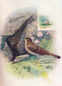 Rock-Pipit-Anthus obscurus，c1910，1910