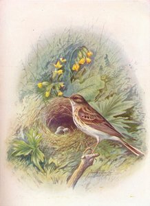树--花（Anthus trivialis），c1910，1910