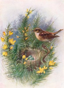 野猫-Pratincola rubetra，c1910，1910
