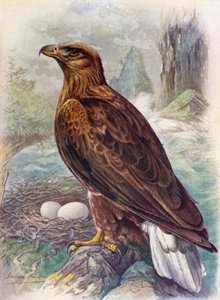 白尾或海鹰-Haliaetus albicilla，c1910，1910 作者 乔治·詹姆斯·兰金