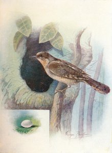 Wryneck-Iynx Torquilla，c1910，1910 作者 乔治·詹姆斯·兰金