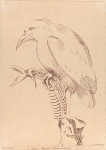 无题：鸟抱鱼骨架 作者 乔治·纳普顿