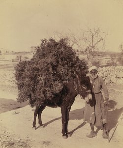 驴子驮着树根和树枝做燃料，巴勒斯坦，约 1900 年（照片）)