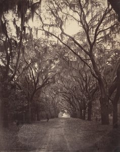 博纳文特公墓，离萨凡纳四英里，1866年。 作者 乔治·N·巴纳德
