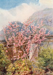 桃花盛开"（彩色石版画） 作者 乔治·塞缪尔·埃尔古德