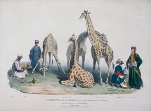 动物园，摄政公园，Marylebone，伦敦，1836年