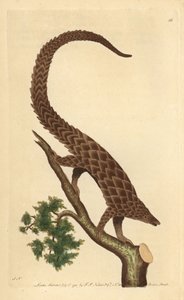 四趾穿山甲、长尾穿山甲或黑腹穿山甲，摘自《博物学家杂记 作者 邵逸夫