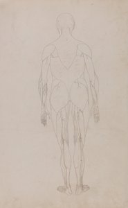 人体结构与老虎和普通家禽的解剖结构比较说明：人体后视图（表十二的进一步研究） 作者 乔治·斯塔布斯