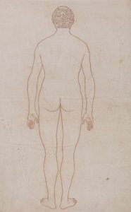 人体结构与老虎和普通家禽结构的比较解剖论述：人体，后视图（表 VII 的轮廓图） 作者 乔治·斯塔布斯