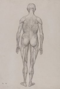 人体结构与老虎和普通家禽的解剖对比图解：人体，后视图（与表 XII 的成品图几乎完全相同） 作者 乔治·斯塔布斯
