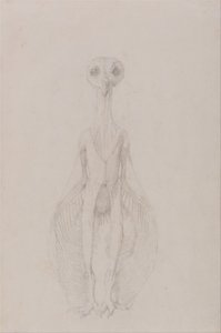 人体结构与老虎和普通家禽结构的比较解剖阐述：猫头鹰站立，前视 作者 乔治·斯塔布斯