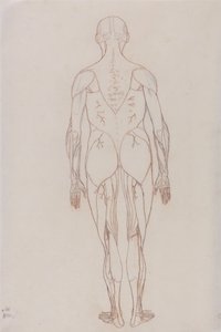 人体结构与老虎和普通家禽结构的比较解剖论述：人形，后视图（表十二关键图的轮廓图） 作者 乔治·斯塔布斯