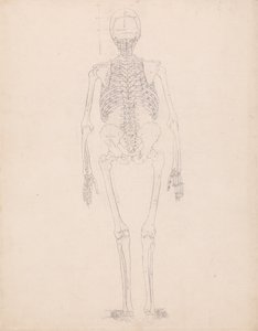 人体结构与老虎和普通家禽结构的比较解剖论述：人体骨骼，后视图 作者 乔治·斯塔布斯