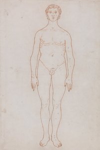 人体结构与老虎和普通家禽的比较解剖论述：人体前视研究（表 VI 的轮廓图） 作者 乔治·斯塔布斯