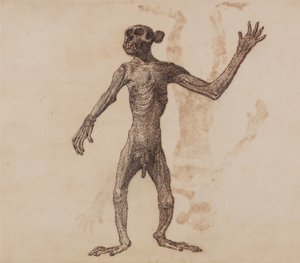 人体结构与老虎和普通家禽的解剖对比图解》：  猴子站立，前视 作者 乔治·斯塔布斯