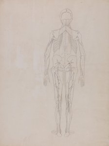 人体结构与老虎和普通家禽的比较解剖说明：人形，后视图（未出版图版的关键人物轮廓图） 作者 乔治·斯塔布斯