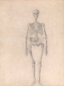 人体结构与老虎和普通家禽的比较解剖阐述：人体骨骼，前视图（表 I 的完成研究） 作者 乔治·斯塔布斯