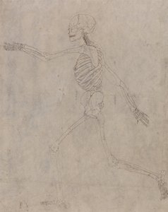 人体结构与老虎和普通家禽的比较解剖论述：人体骨骼，侧视图 作者 乔治·斯塔布斯