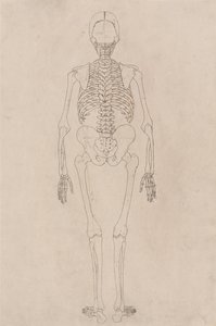 人体结构与老虎和普通家禽的比较解剖论述：人体骨骼，后视图（与表二有关） 作者 乔治·斯塔布斯