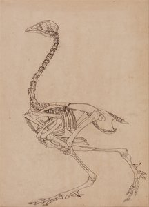 人体结构与老虎和普通家禽的解剖结构比较说明：  家禽骨骼，侧视图（表 V 关键图研究） 作者 乔治·斯塔布斯
