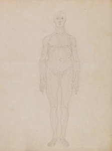 人体结构与老虎和普通家禽的比较解剖论述：人体前视图研究（可能与表 XI 有关） 作者 乔治·斯塔布斯