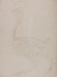 人体结构与老虎和普通家禽的解剖对比论述：  家禽骨骼，侧视图 作者 乔治·斯塔布斯