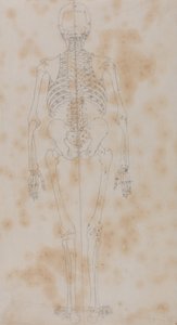 人体结构与老虎和普通家禽的比较解剖学论述：人体骨骼，后视图（也许是第一部骨骼研究著作） 作者 乔治·斯塔布斯