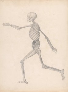 人体结构与老虎和普通家禽的比较解剖说明：人体图，侧视图（未出版表格的完成研究，代表解剖的最后阶段） 作者 乔治·斯塔布斯