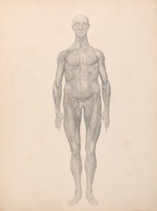 人体结构与老虎和普通家禽的比较解剖论述：人形，前视，去皮和筋膜下层（表十一的完成研究） 作者 乔治·斯塔布斯
