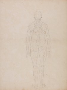 人体结构与老虎和普通家禽的解剖对比图解》：人体后视图 作者 乔治·斯塔布斯