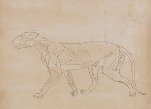 人体结构与老虎和普通家禽的比较解剖阐述：  老虎身体，侧视图（关键人物的轮廓图） 作者 乔治·斯塔布斯