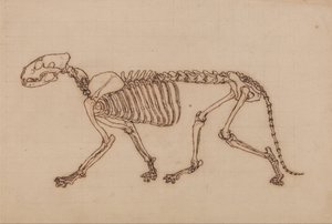 人体结构与老虎和普通家禽的解剖对比论述：老虎骨骼，侧视图 作者 乔治·斯塔布斯
