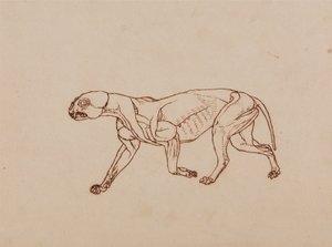 人体结构与老虎和普通家禽的解剖对比图解》：  豹身体，侧视图 作者 乔治·斯塔布斯