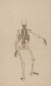 人体结构与老虎和普通家禽的比较解剖论述：人体骨骼，后视图 作者 乔治·斯塔布斯